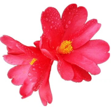四季杜鹃红山茶