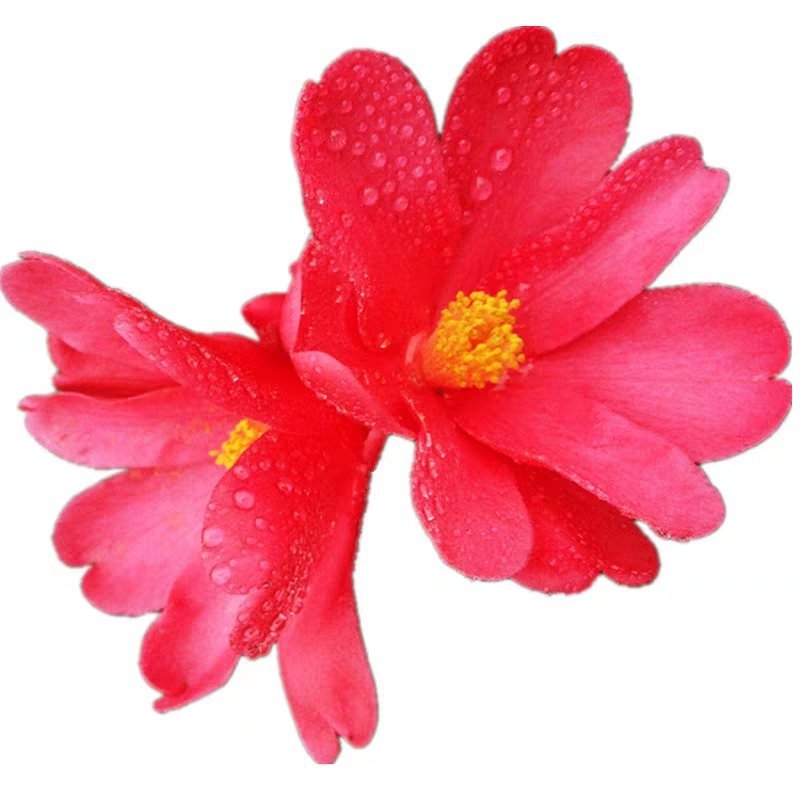 四季杜鹃红山茶