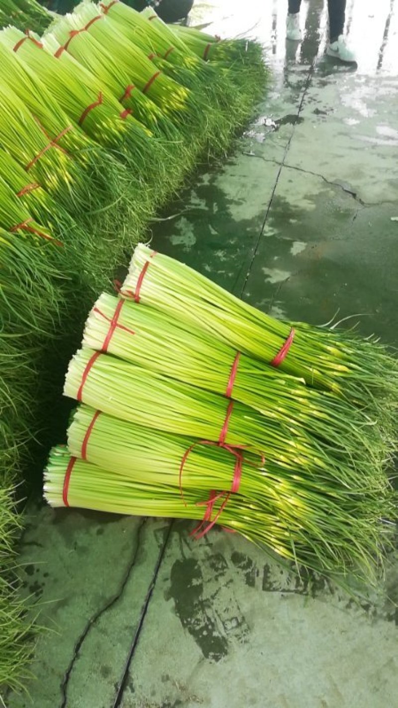 蒜苔精品白帽蒜苔绿帽蒜苔代发市场电超加工