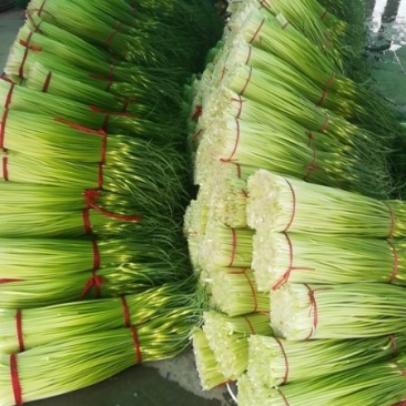 蒜苔精品白帽蒜苔绿帽蒜苔代发市场电超加工