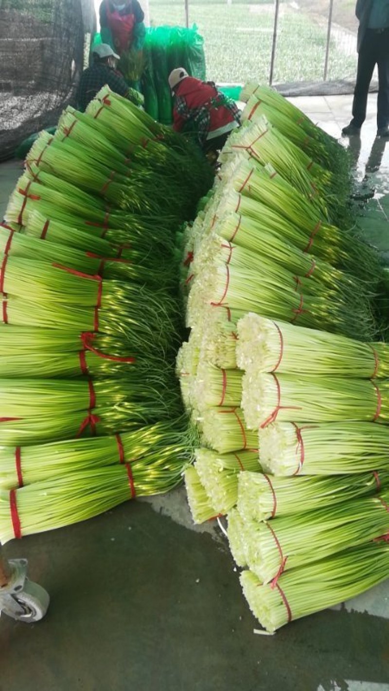 蒜苔精品白帽蒜苔绿帽蒜苔代发市场电超加工