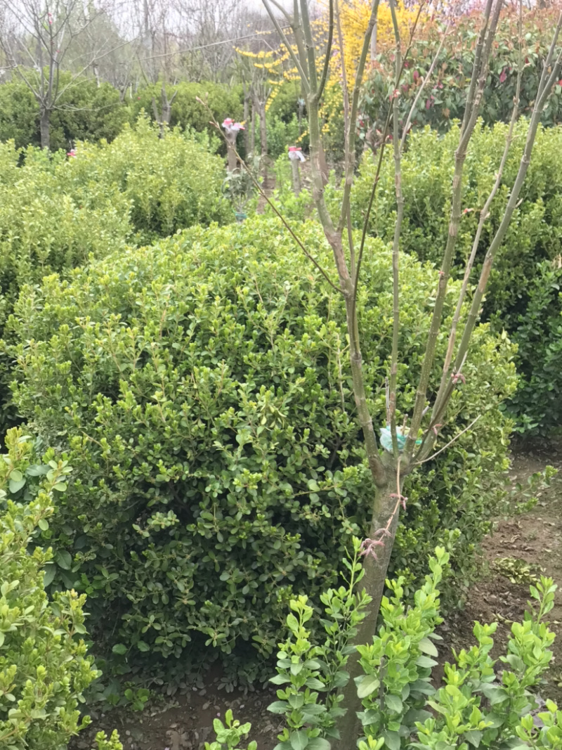 黄杨球，瓜子黄杨球，黄杨毛球，黄杨苗，黄杨树
