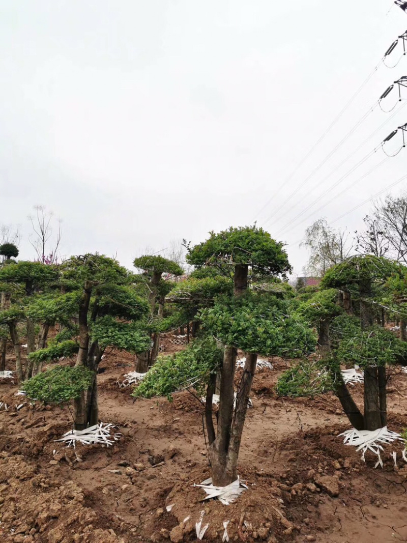 对节白蜡，对节白蜡造型树，对节白蜡地景树