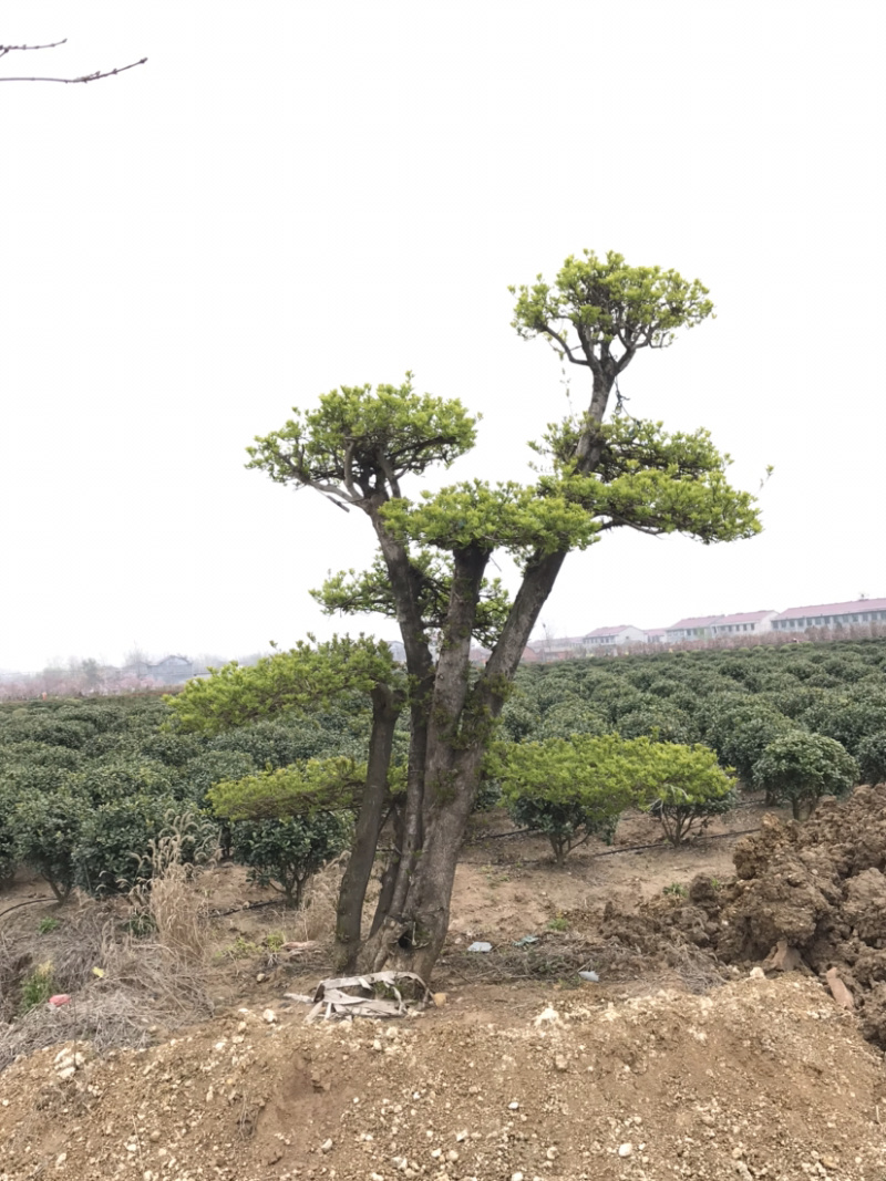 对节白蜡，对节白蜡造型树，对节白蜡地景树