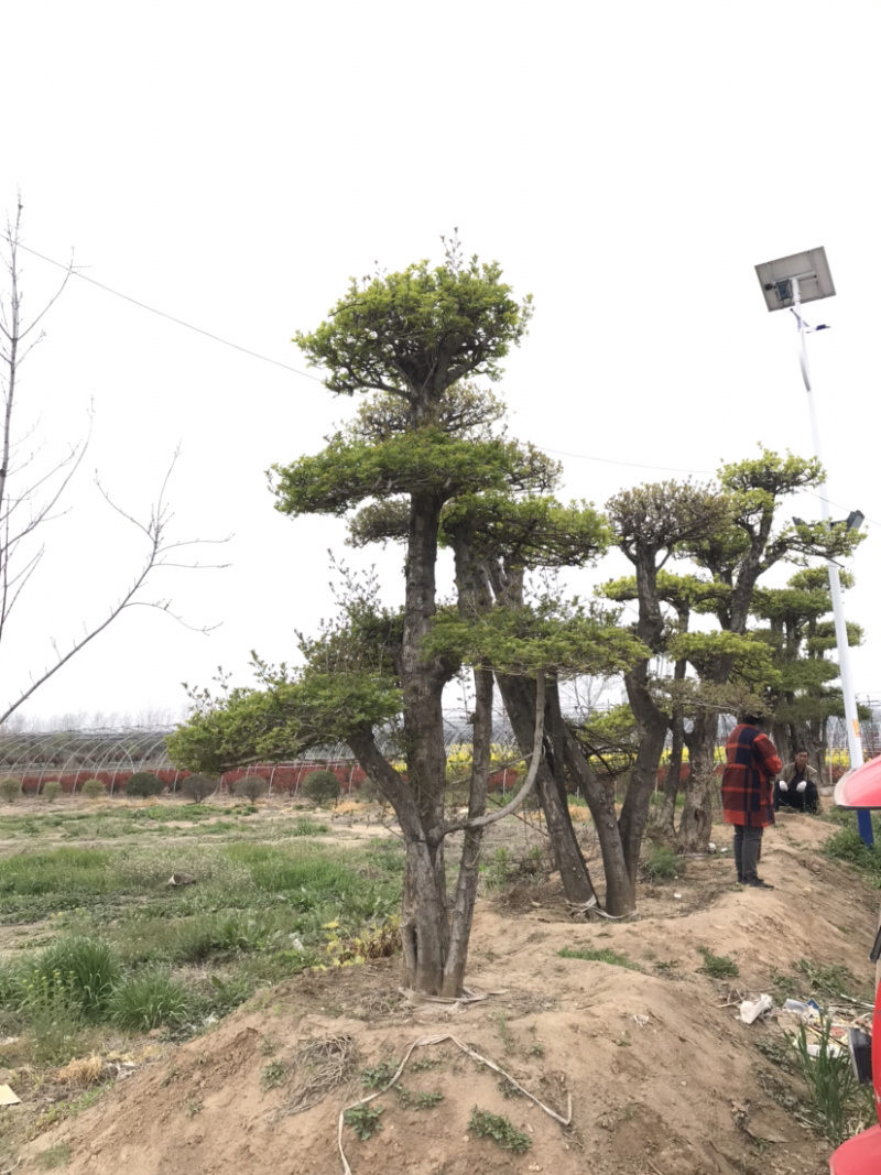 对节白蜡，对节白蜡造型树，对节白蜡地景树