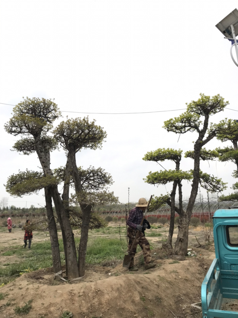对节白蜡，对节白蜡造型树，对节白蜡地景树