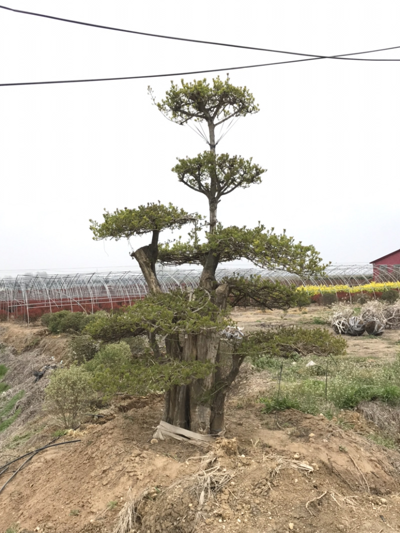 对节白蜡，对节白蜡造型树，对节白蜡地景树