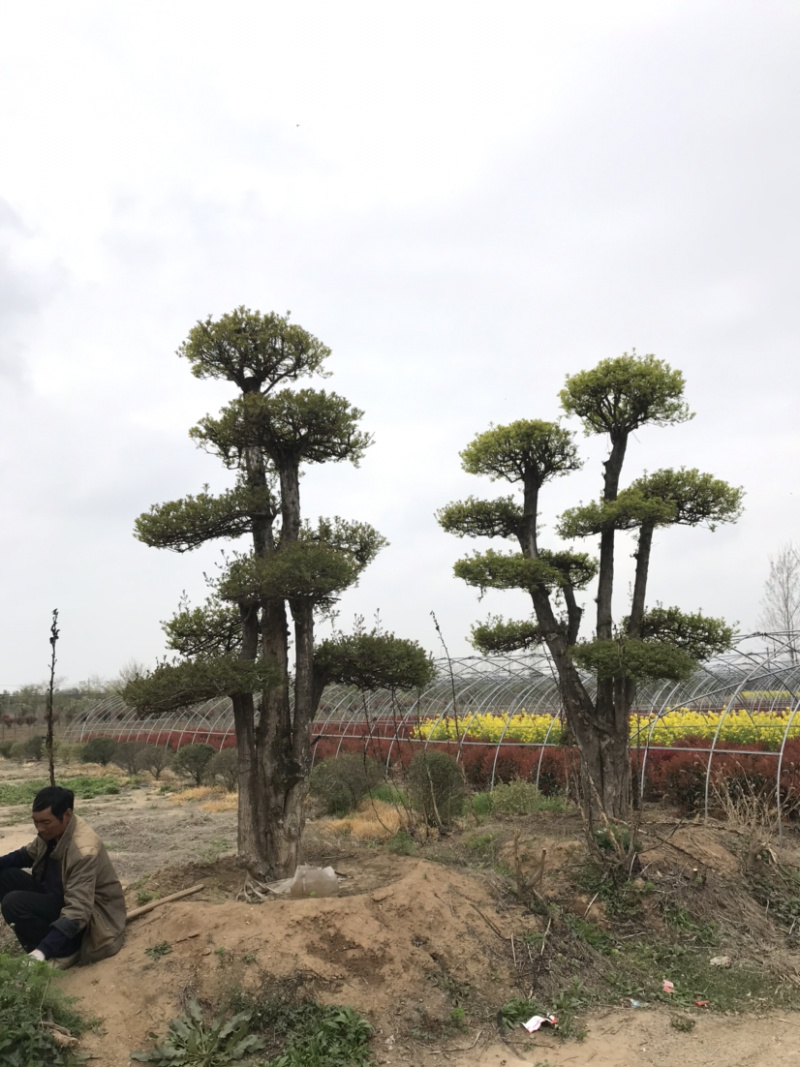对节白蜡，对节白蜡造型树，对节白蜡地景树