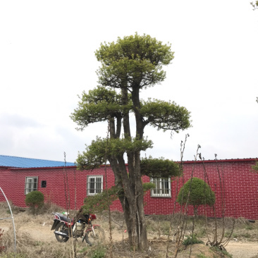 对节白蜡，对节白蜡造型树，对节白蜡地景树