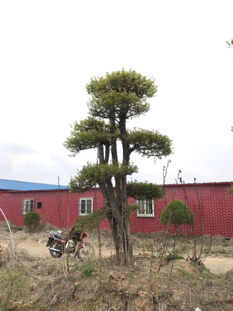 对节白蜡，对节白蜡造型树，对节白蜡地景树