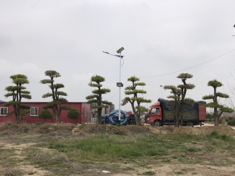 对节白蜡，对节白蜡造型树，对节白蜡地景树