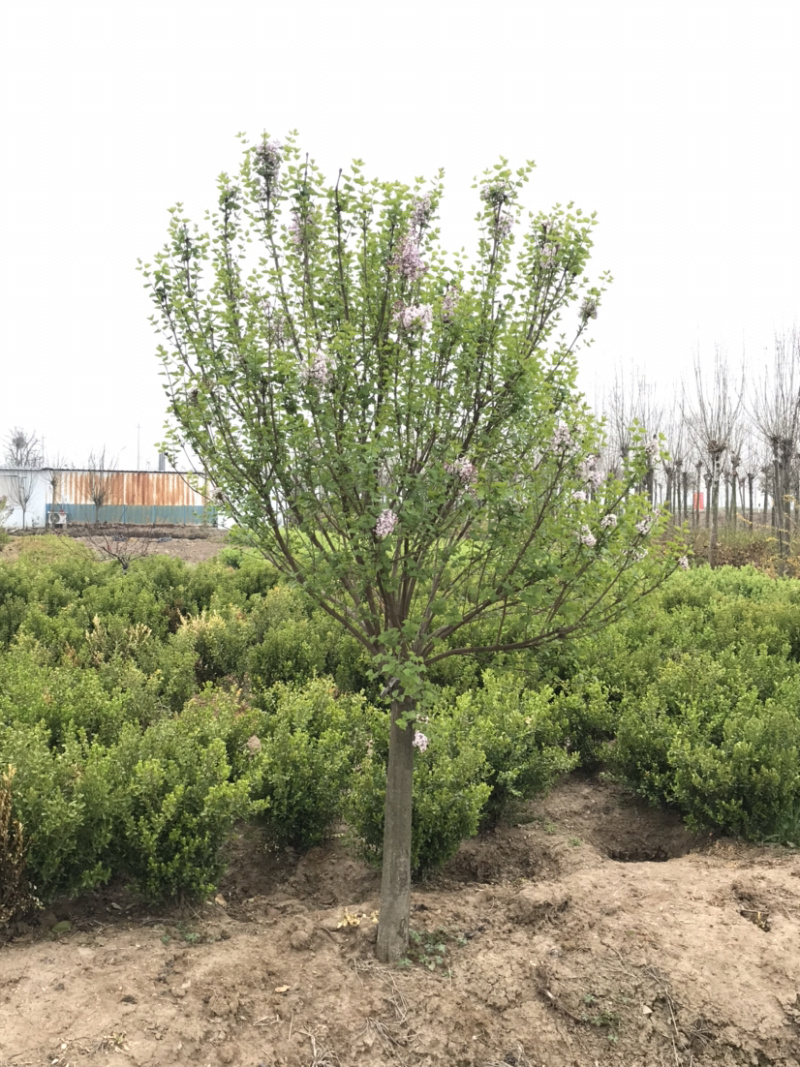 紫花丁香树，丛生丁香，丁香苗，多分枝丁香，8公分丁香