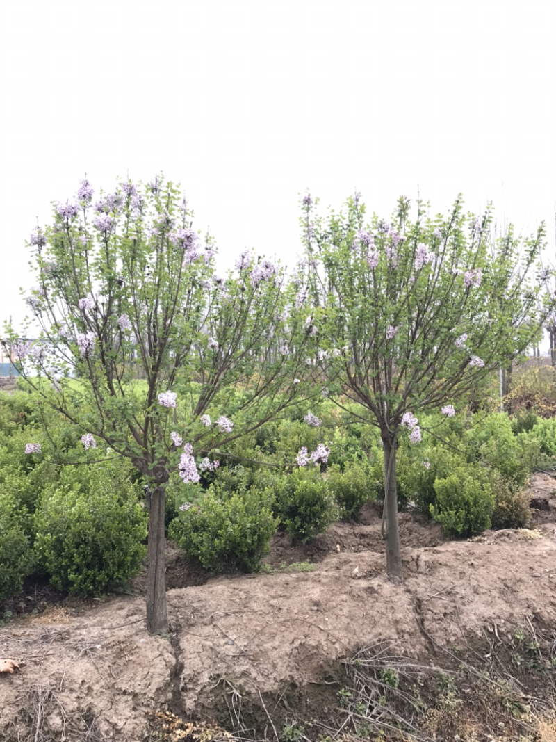 紫花丁香树，丛生丁香，丁香苗，多分枝丁香，8公分丁香