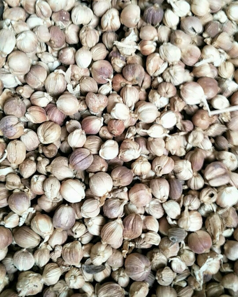 白豆蔻，常年批发供应豆蔻