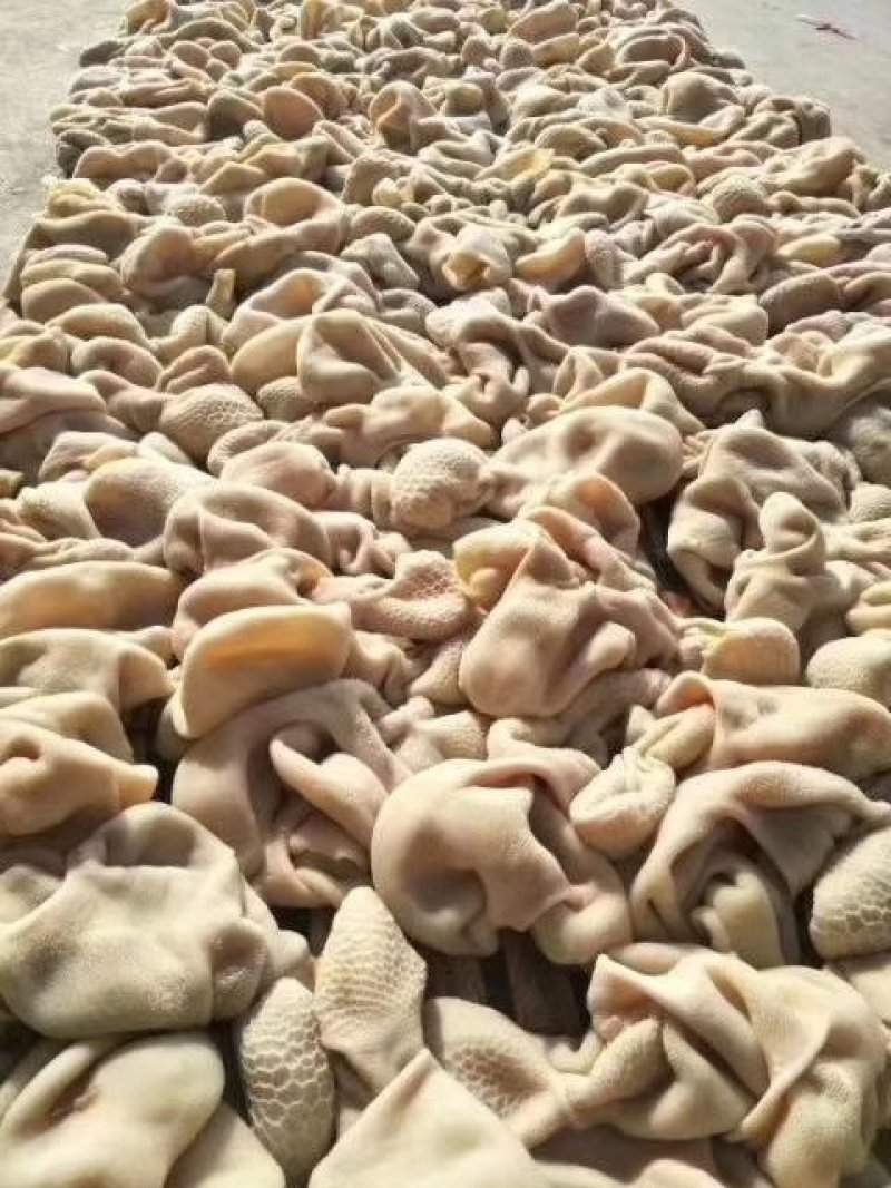 羊肚五斤一包一件二十斤可发样品售后无忧