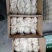 羊肚五斤一包一件二十斤可发样品售后无忧