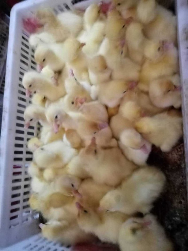 鹅苗三花大白鹅浙东白鹅苗包运输，包打疫苗包成活率