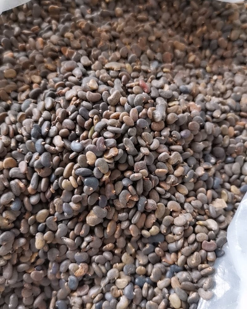 刺槐籽连翘种子