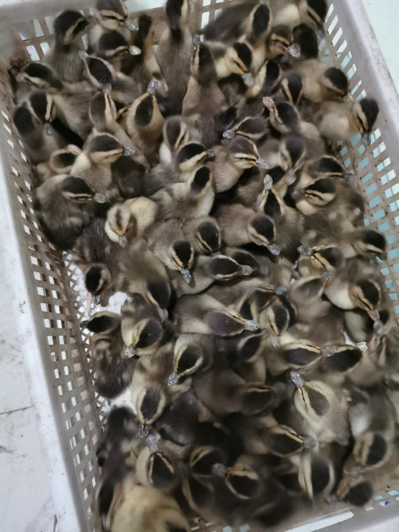 鸭苗大种麻鸭苗包运输，包打疫苗，包成活率