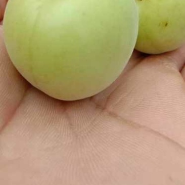 酸梅