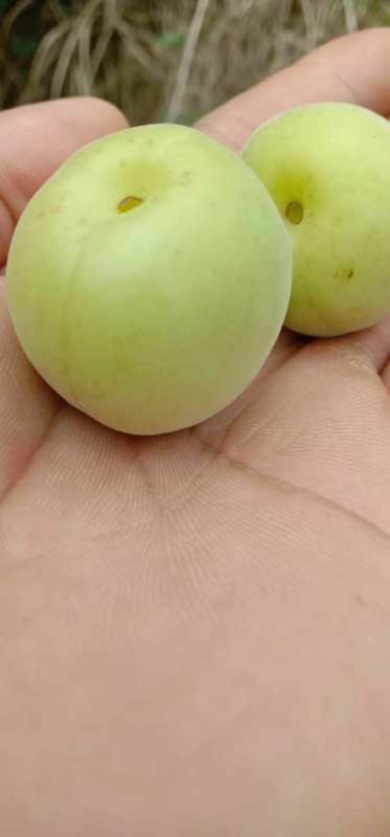 酸梅