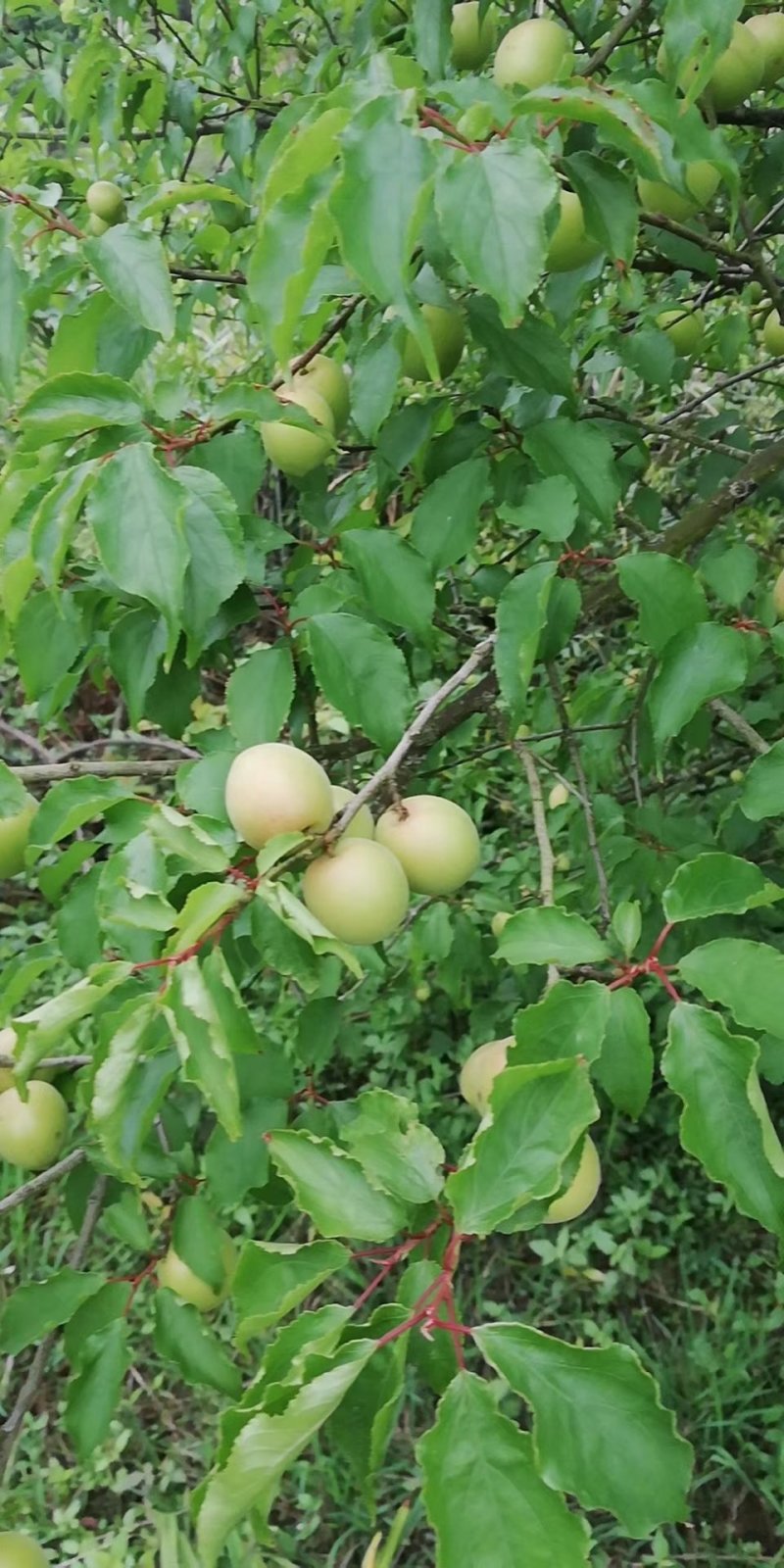 酸梅