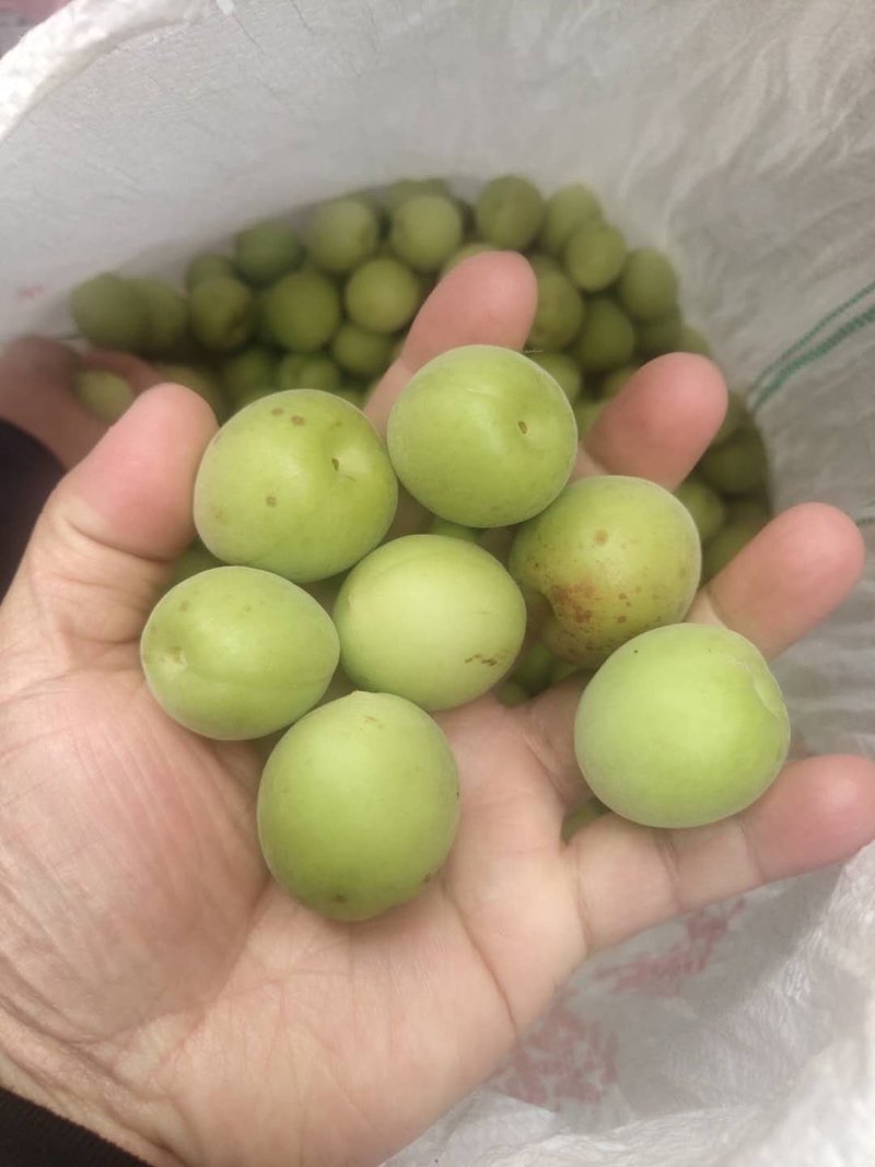 酸梅