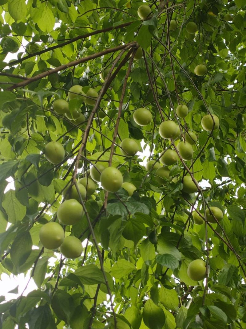 酸梅