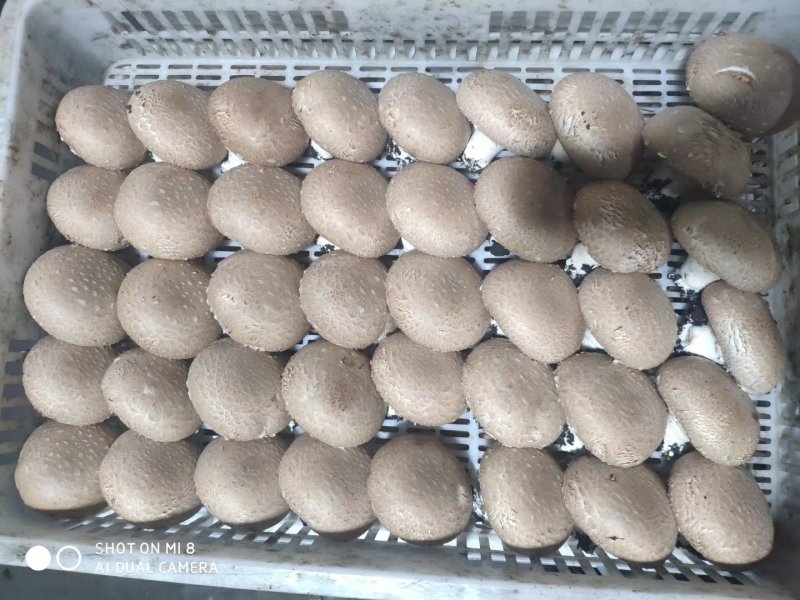 褐菇正品牛排菇未开伞新鲜厂家直接发货品质有保障