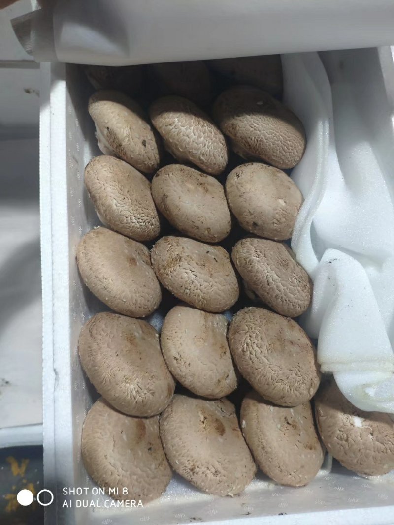 褐菇正品牛排菇未开伞新鲜厂家直接发货品质有保障
