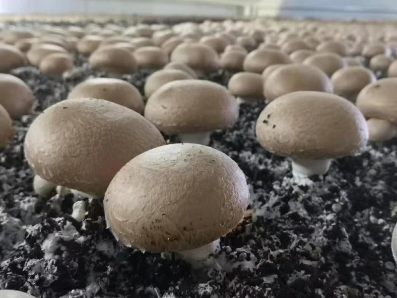 褐菇正品牛排菇未开伞新鲜厂家直接发货品质有保障