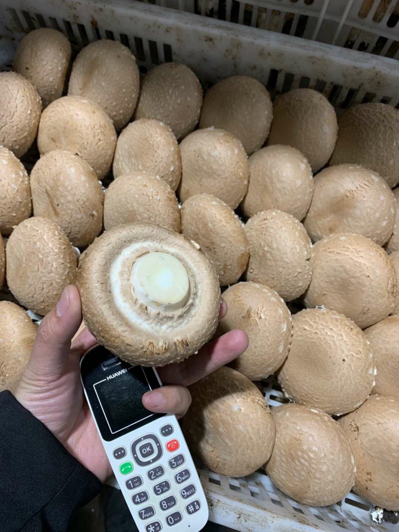 褐菇正品牛排菇未开伞新鲜厂家直接发货品质有保障