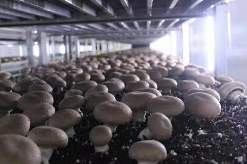 褐菇正品牛排菇未开伞新鲜厂家直接发货品质有保障