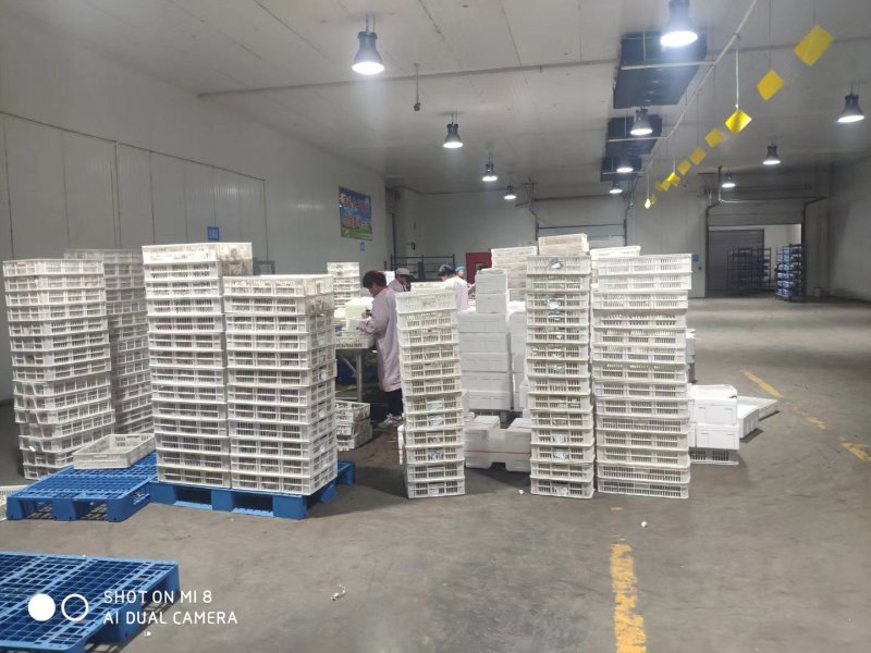 褐菇正品牛排菇未开伞新鲜厂家直接发货品质有保障
