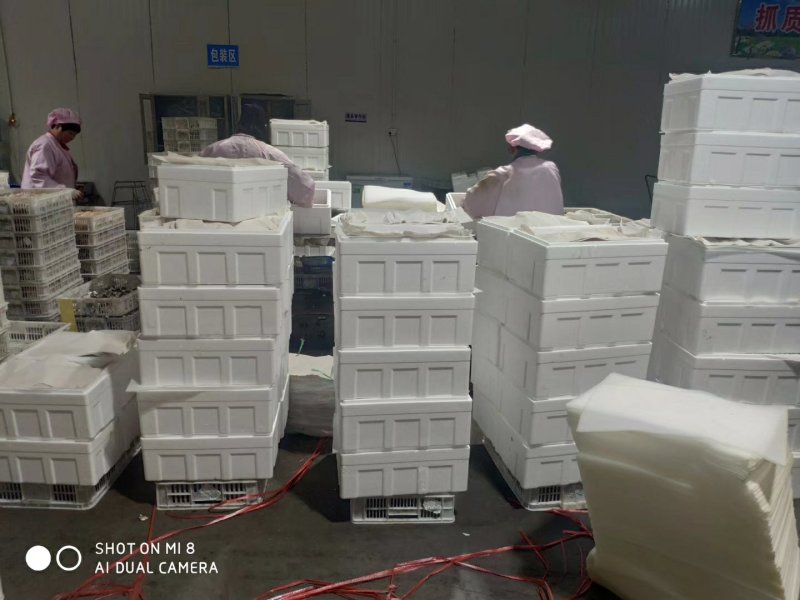 褐菇正品牛排菇未开伞新鲜厂家直接发货品质有保障