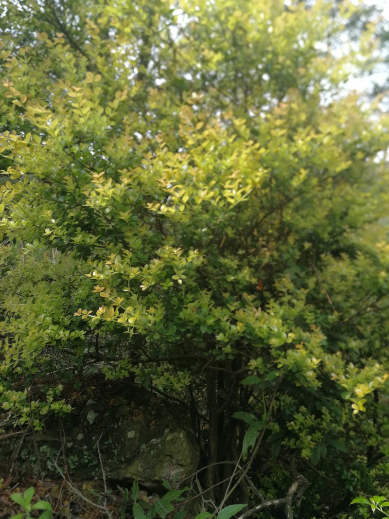 赤楠
