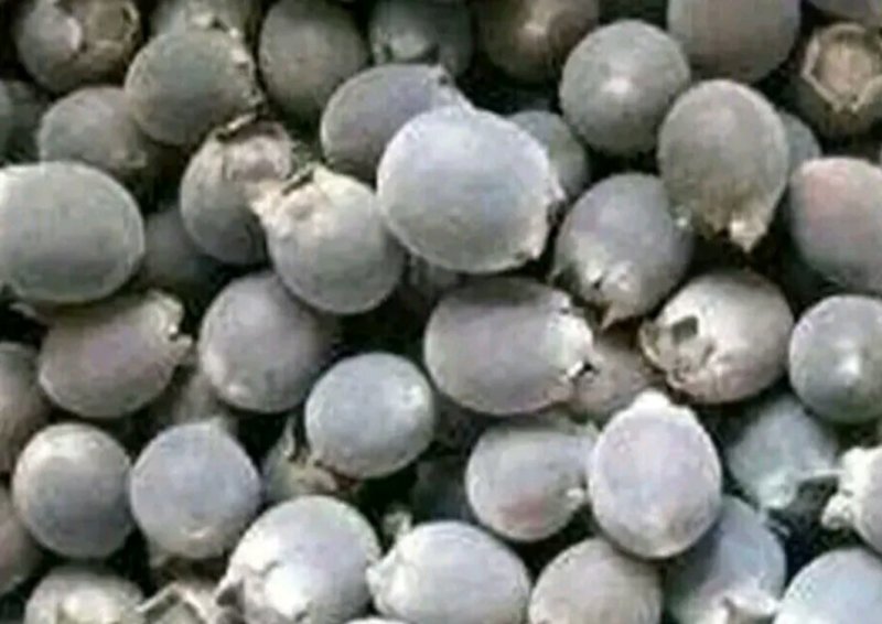 桃金娘苗，乌稔苗，果实可泡酒