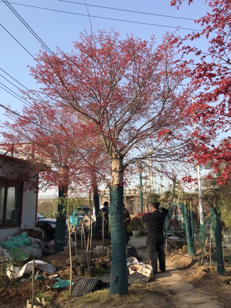 日本红枫，日本红枫小苗，日本红枫树，日本红枫盆景