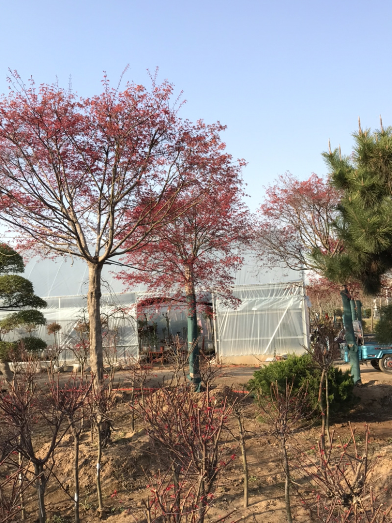 日本红枫，日本红枫小苗，日本红枫树，日本红枫盆景