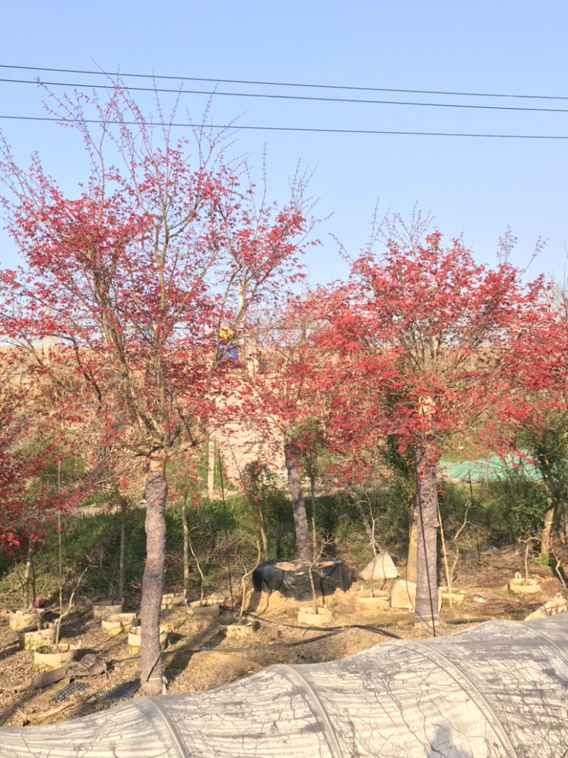 日本红枫，日本红枫小苗，日本红枫树，日本红枫盆景