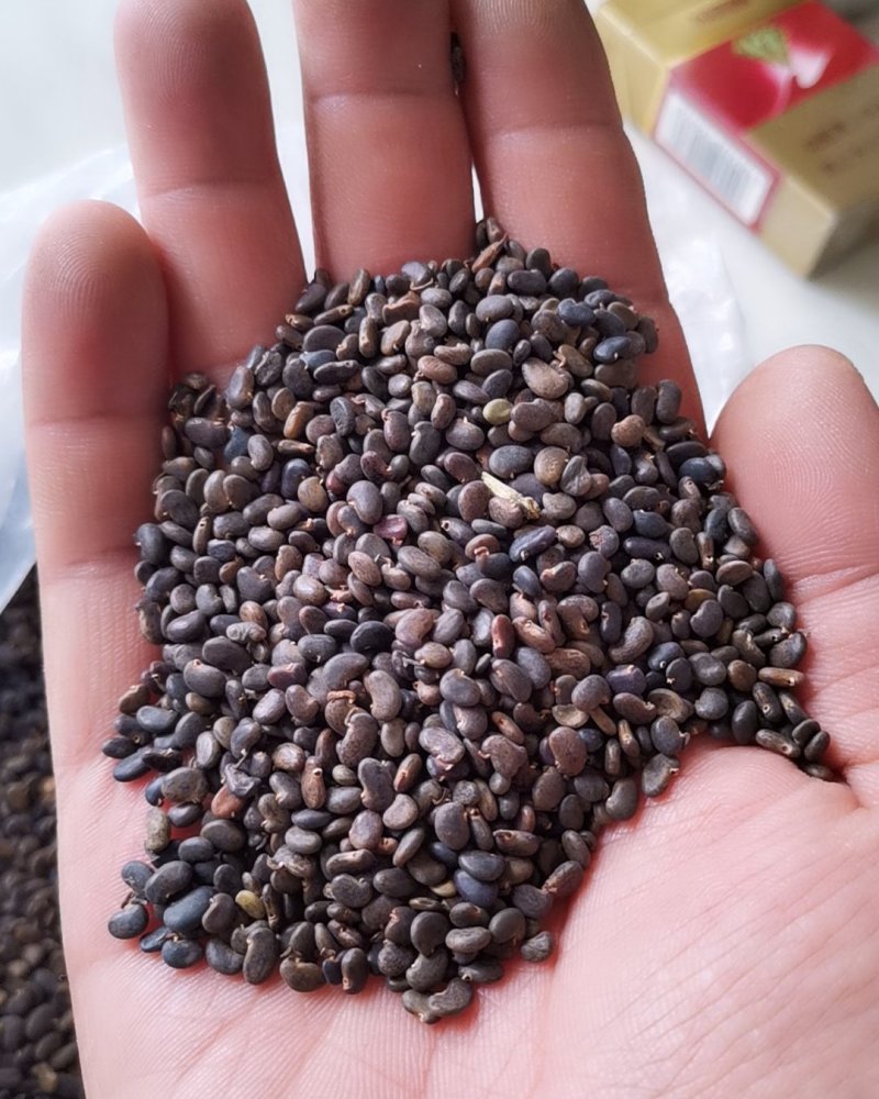 刺槐籽连翘种子