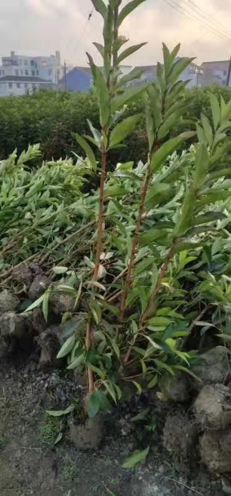 法国冬青，法青，法青小苗，2米法青，珊瑚树