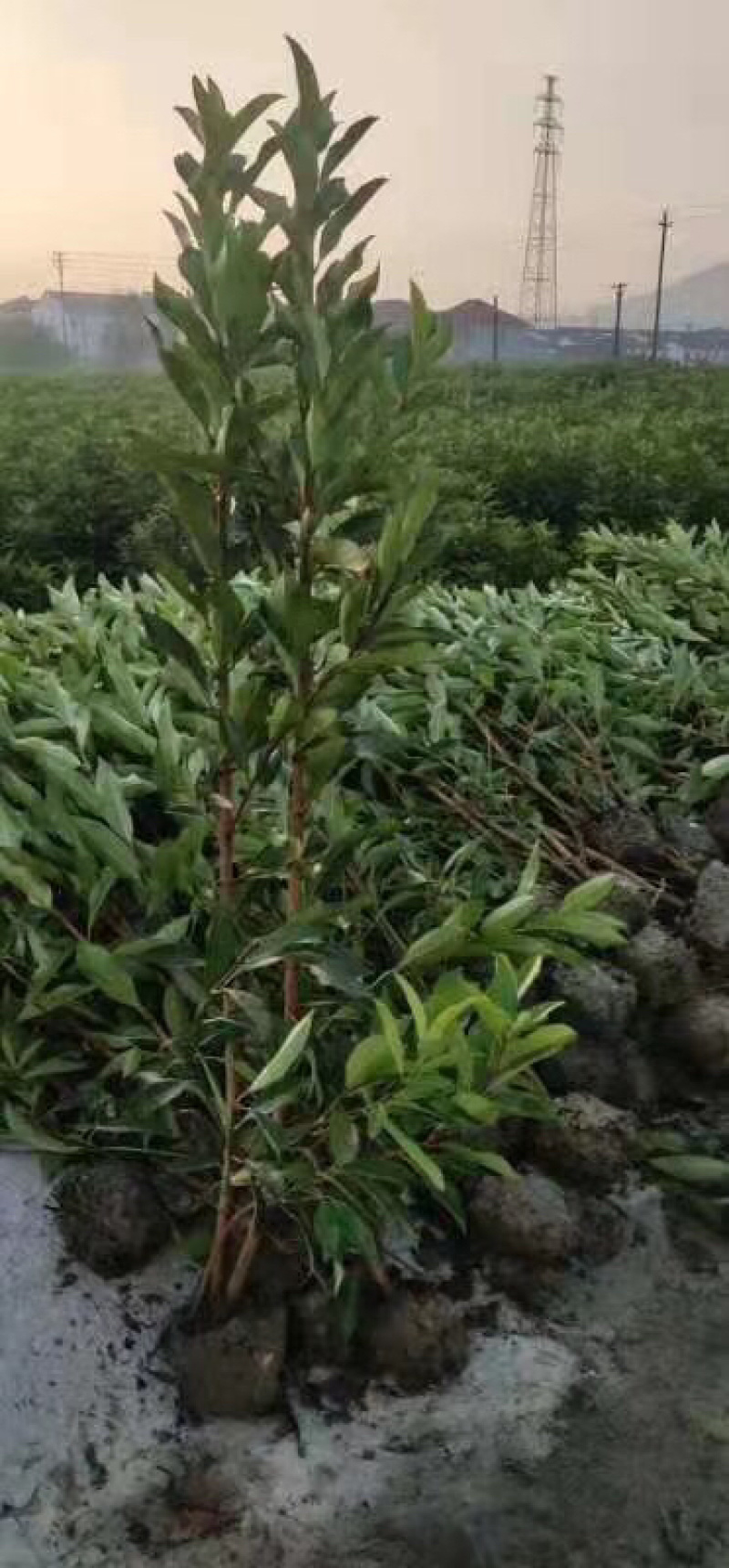 法国冬青，法青，法青小苗，2米法青，珊瑚树