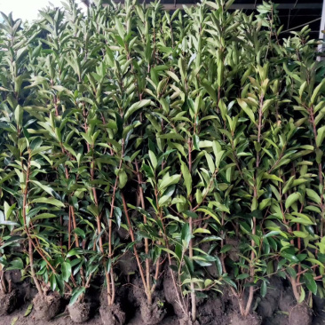 法国冬青,法青,法青小苗,2米法青,珊瑚树