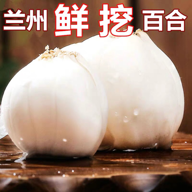 兰州鲜百合新鲜百合大果现挖现发真空包装