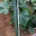 强雌黄瓜种子露地绿皮绿肉油亮型黄瓜种子