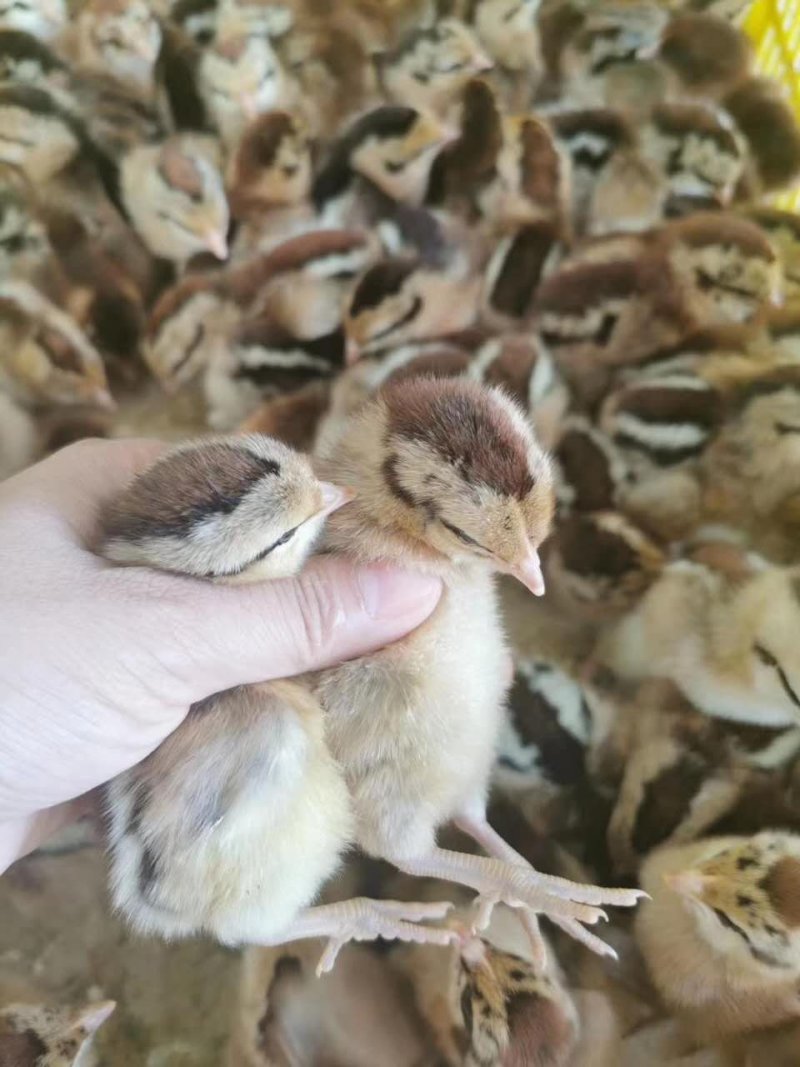 鸡苗小鸡活苗土鸡三黄鸡