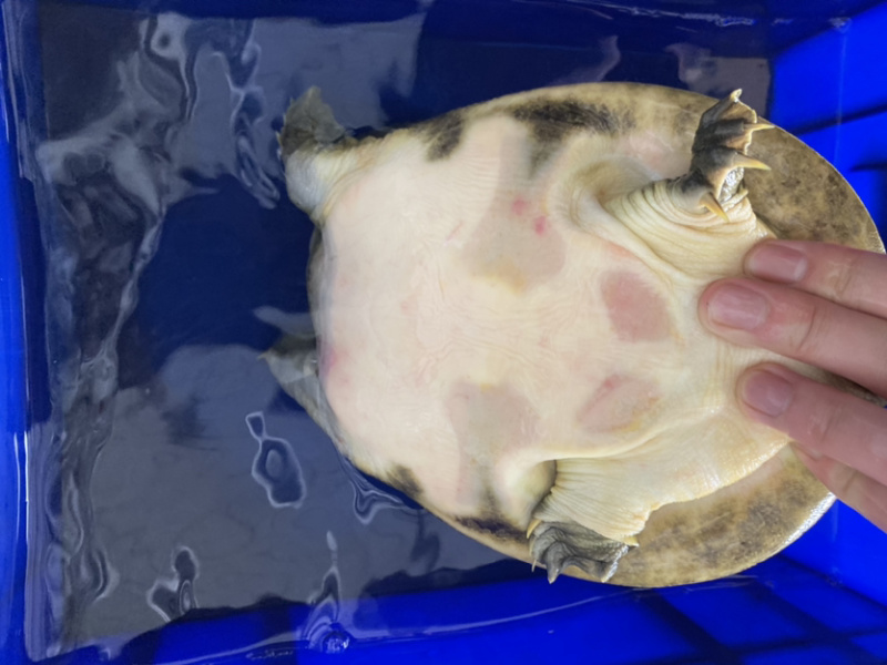 生态冷水黑花甲鱼鳖白底板黑底板大批发