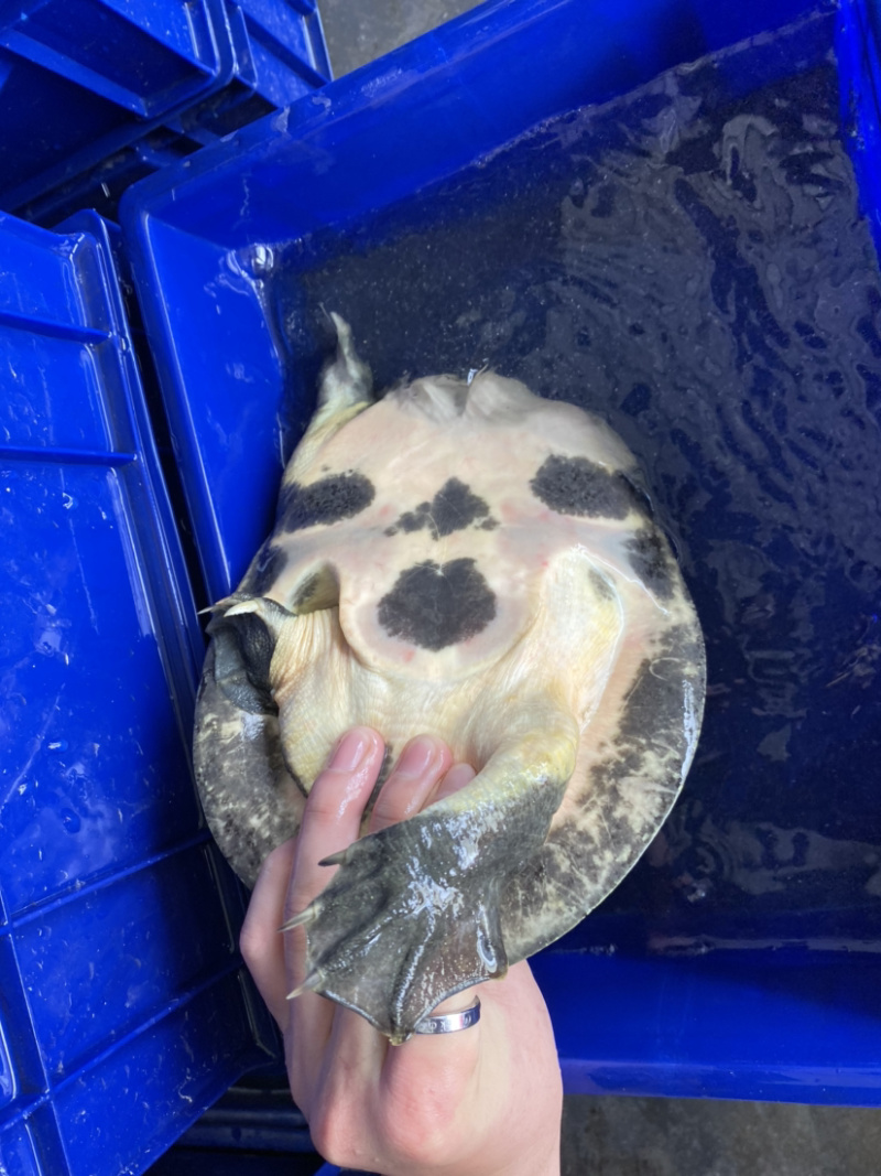 生态冷水黑花甲鱼鳖白底板黑底板大批发