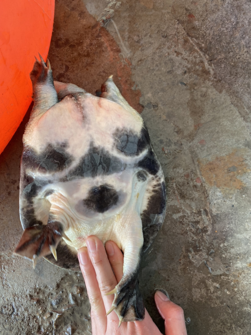 生态冷水黑花甲鱼鳖白底板黑底板大批发